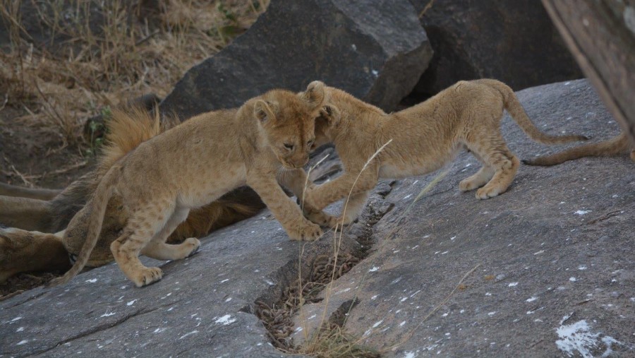 Lion cubs at Serengeti