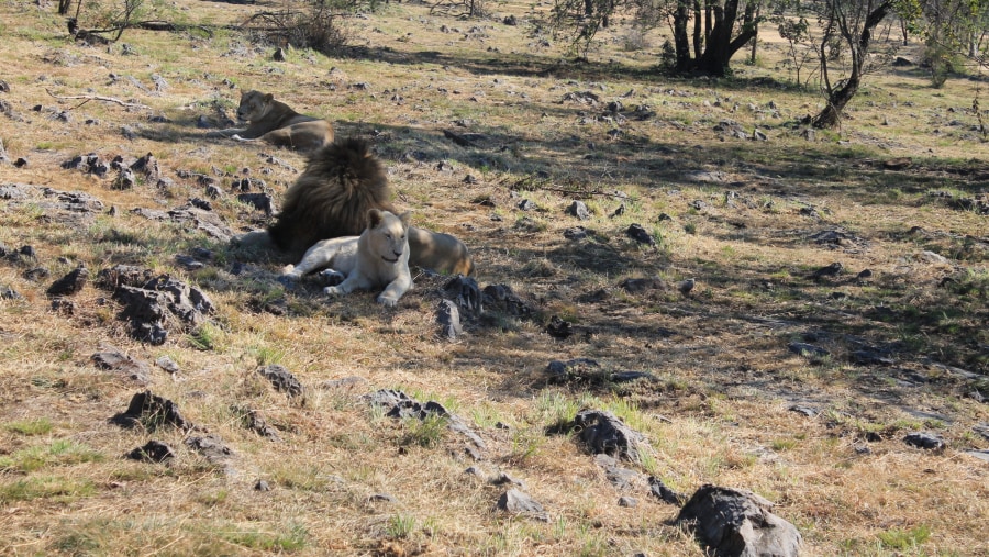 ohannesburg Lion & Safari Park