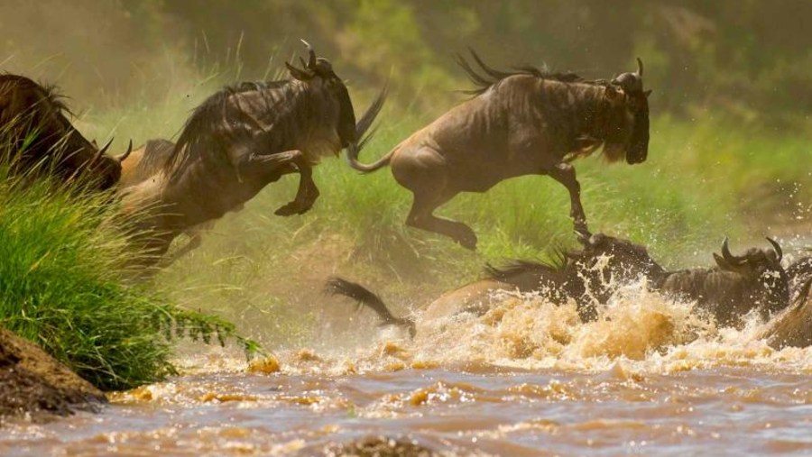 Wildebeests Migration At Masai Mara