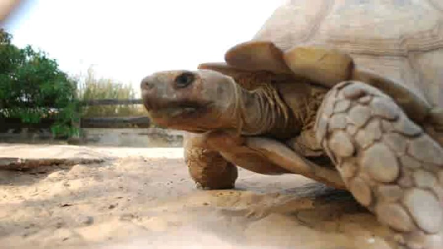 Noflaye Tortoises Village