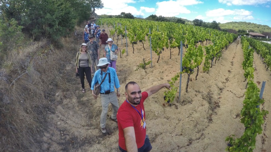 Strolling around the vineyard