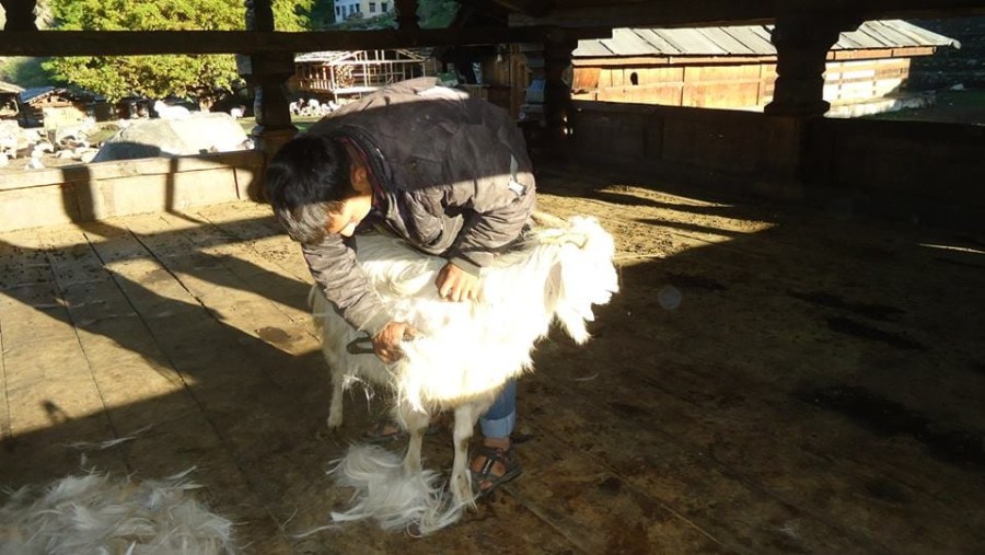 Shaving the Goat
