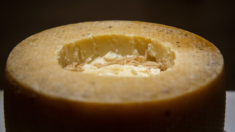 Try Casu Marzu