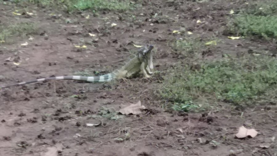 Iguana