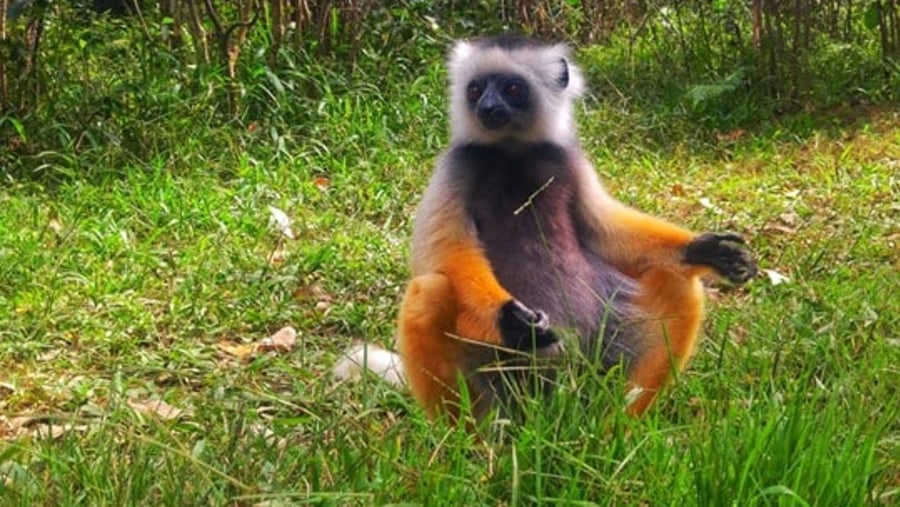 Spot the Coquerel's Sifaka