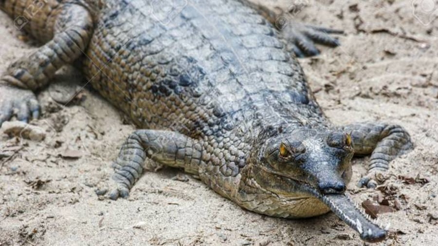 Gharial - Fish eating crocodile