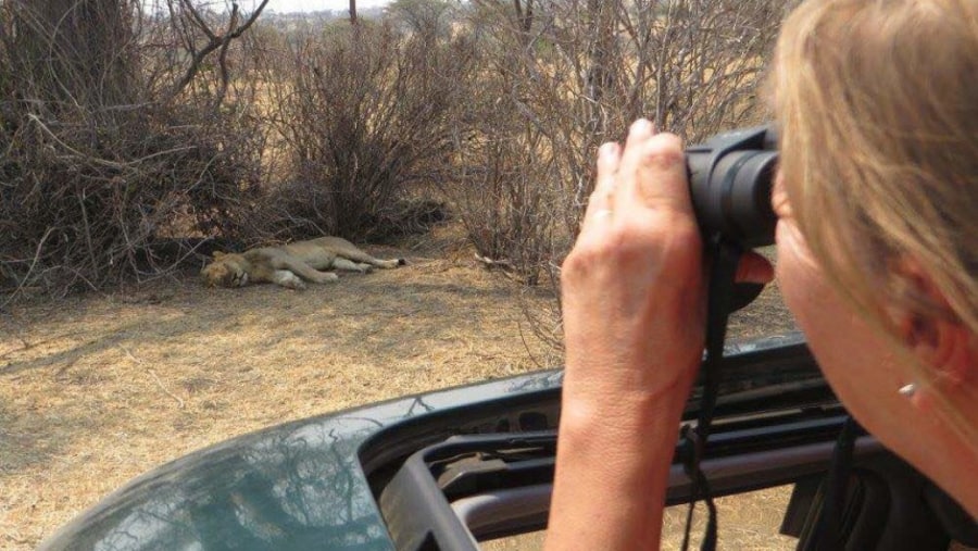 Spotting lions in Serengeti