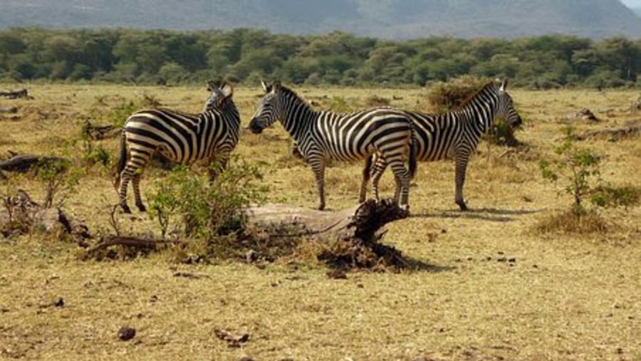 Zebras in Lake Manyara National Park