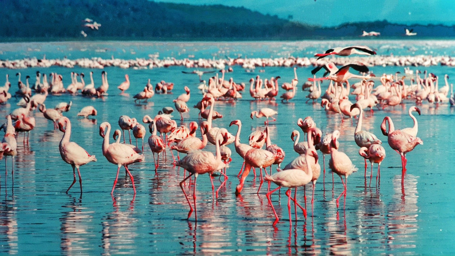 Spot Greater and Lesser Flamingos in Lake Bogoria
