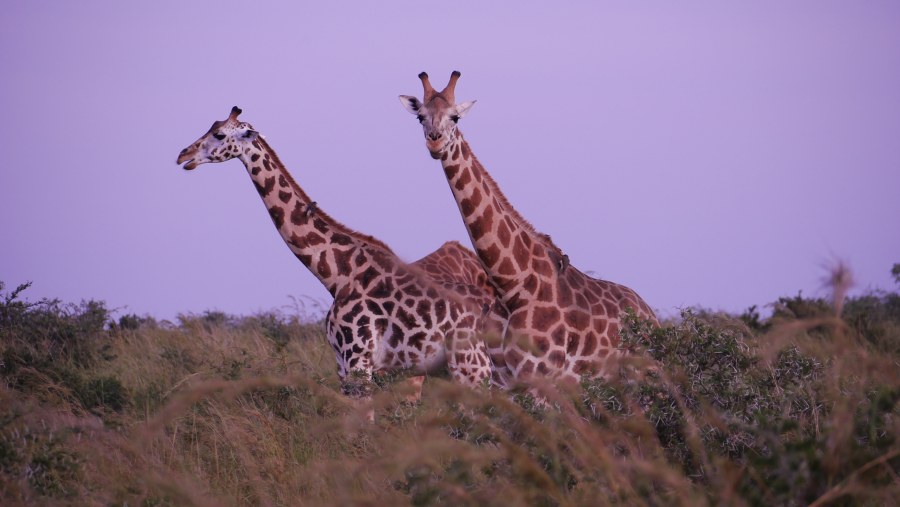 Meet the Giraffes