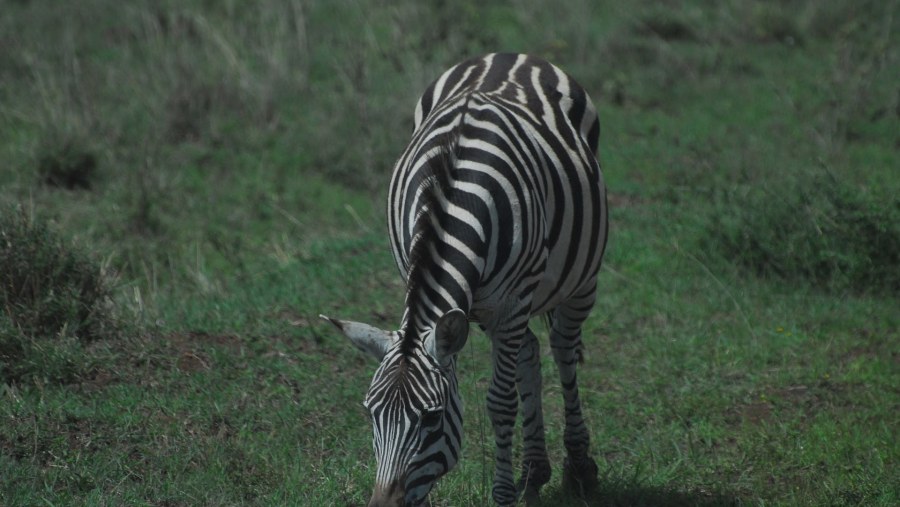 Zebras at sight!