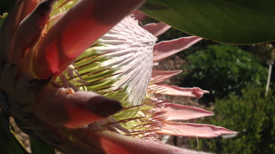 King Protea - national flower of South Africa