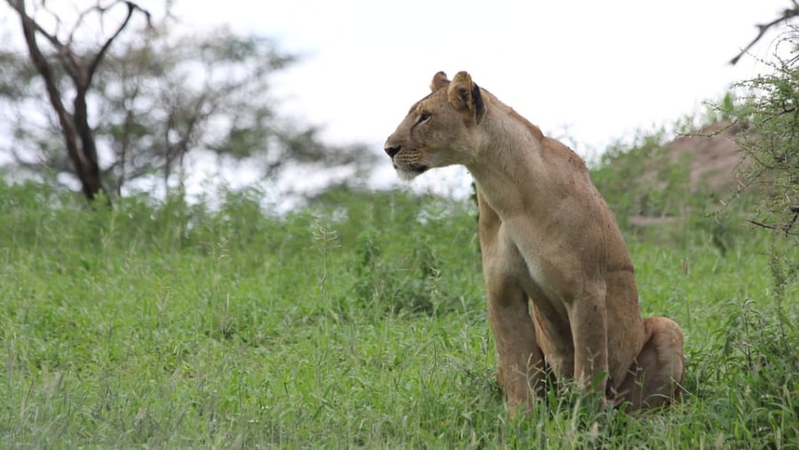 Lion in Masai Mara National Park