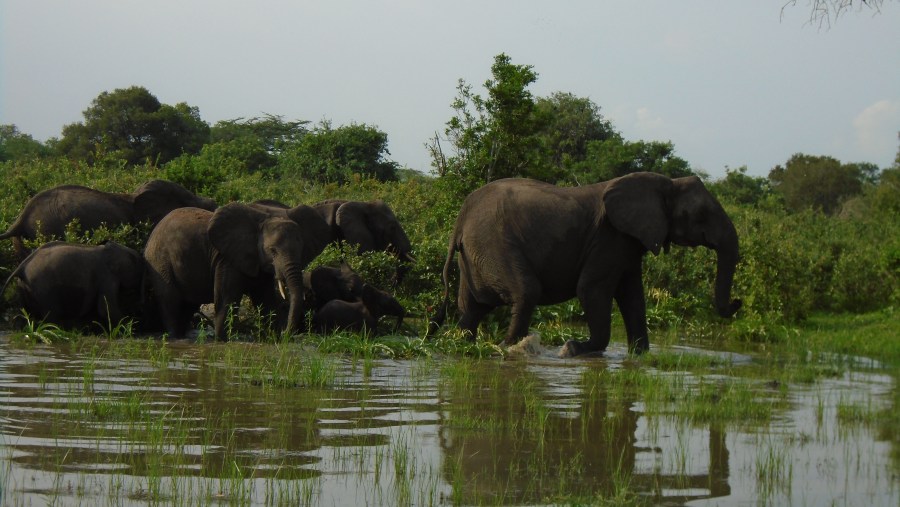 Elephants at Selous Game Reserve