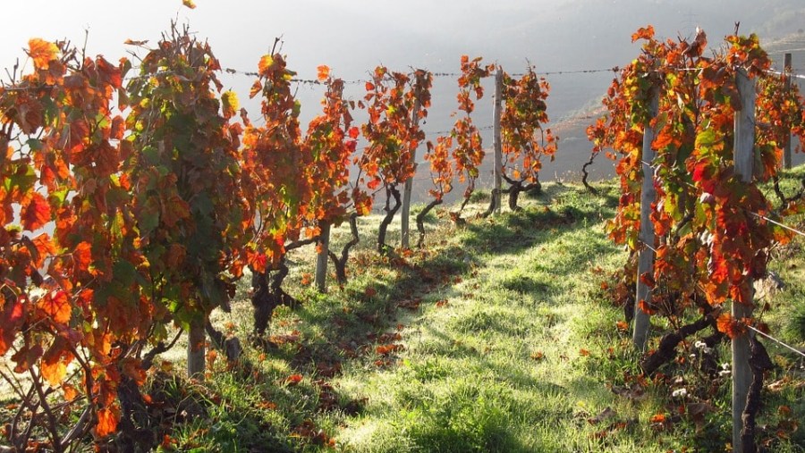 Walk along the vineyards of Douro