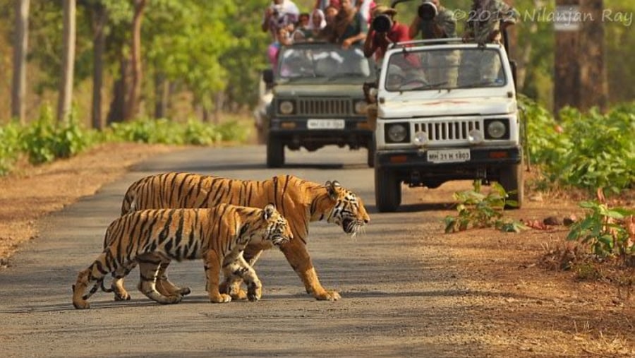 Tigers at the Ranthambore National Park