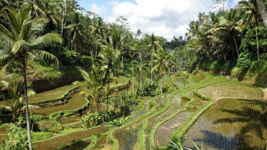 Marvel at Scenic Rice Terraces