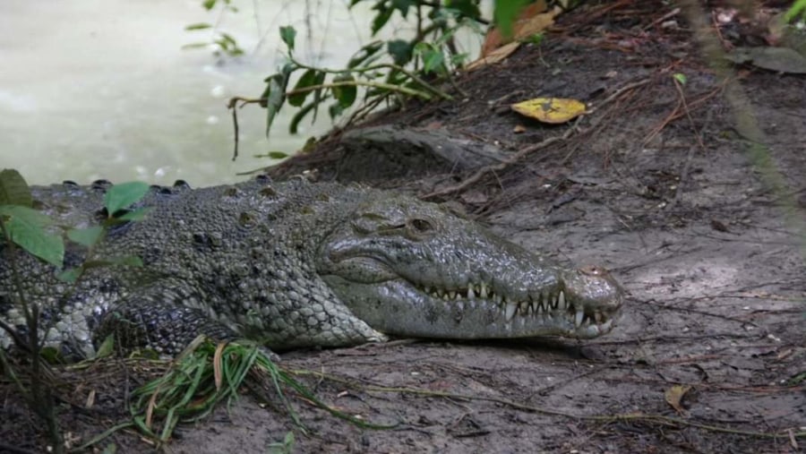 Crocodile on the Banks of  New River Lagoon