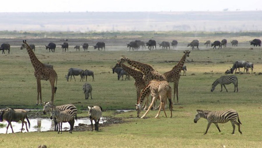 Spot giraffes, zebras and wildebeests