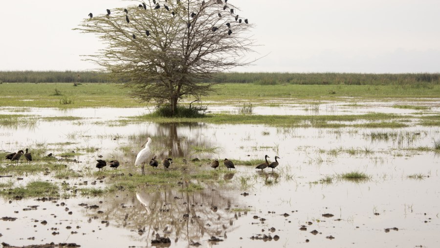 See the Great African Spoonbill