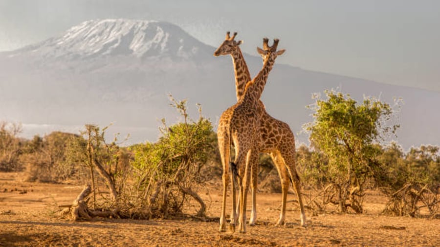 Amboseli National Park