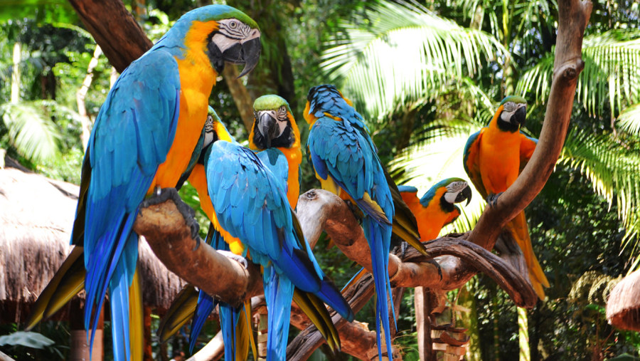 Birds At Parque das Aves, Brazil