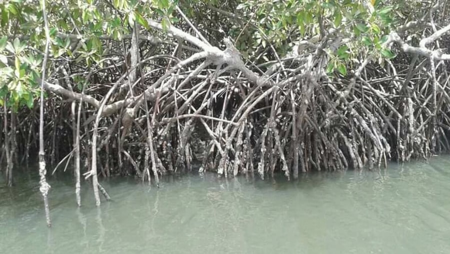 Oysters & mangroves