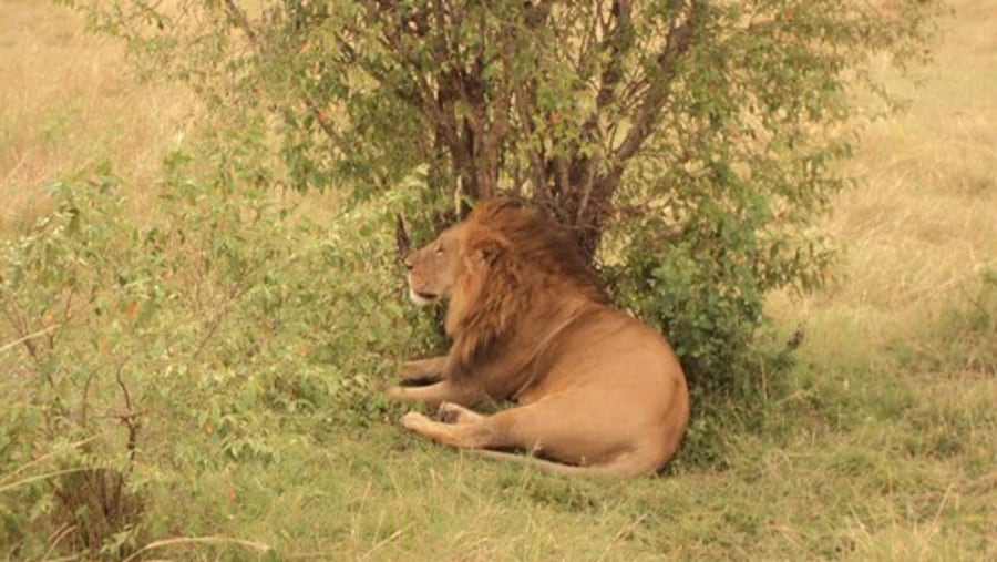 Lion spotted in Masai Mara National Reserve