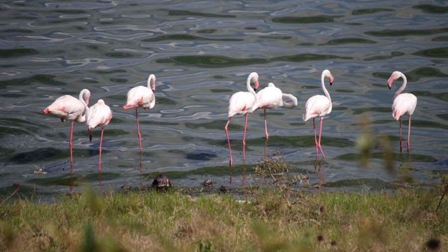 Admire the flamingos near Momela Lake