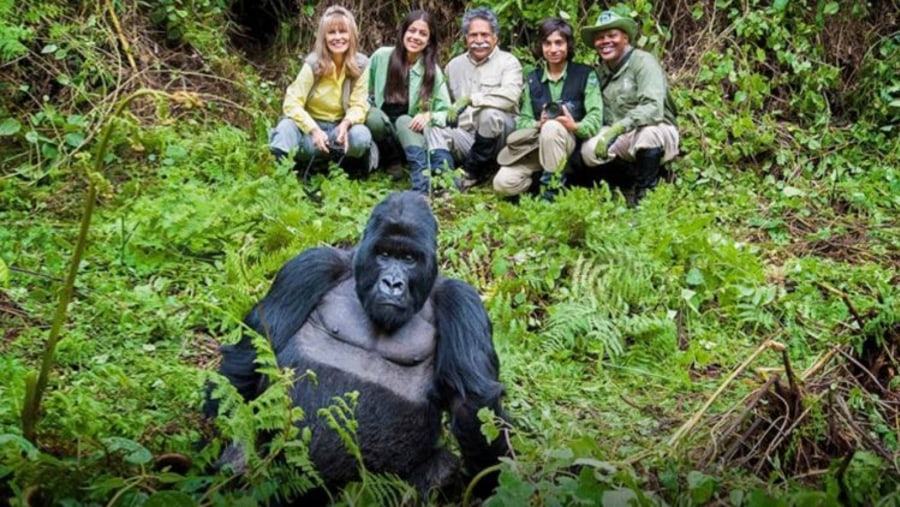 Observe gorillas at Bwindi Impenetrable National Park