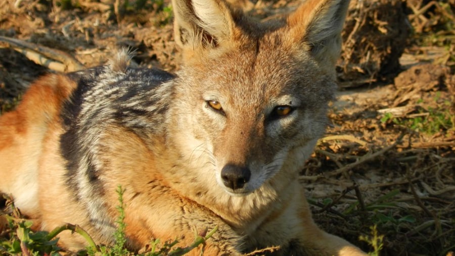 Black backed Jackal