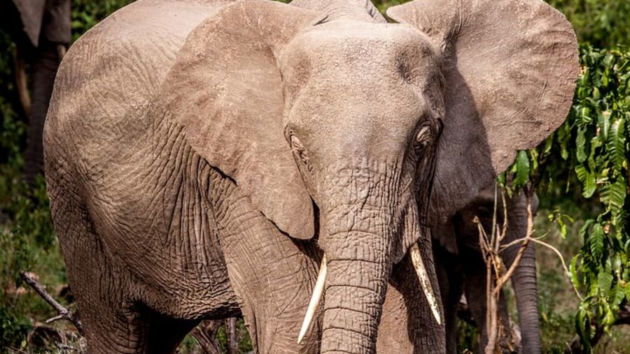 Elephant in Lake Manyara National Park