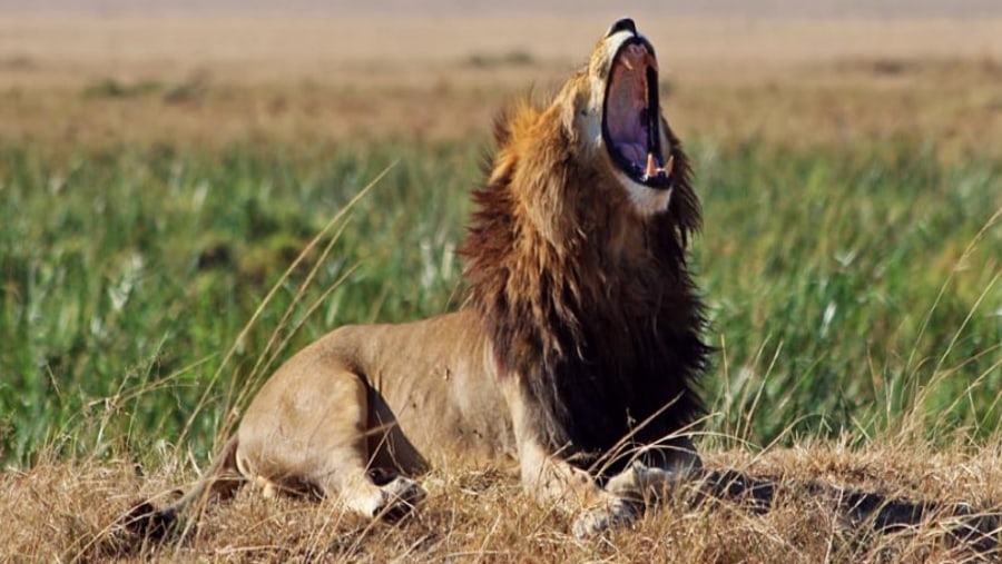 Lion in Amboseli