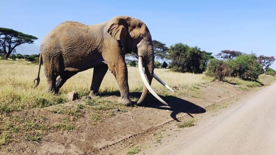 Matriarch Elephant crossing road in Amboseli