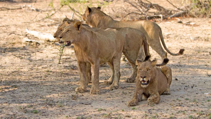 Lions At Pilanesberg National Park, South Africa