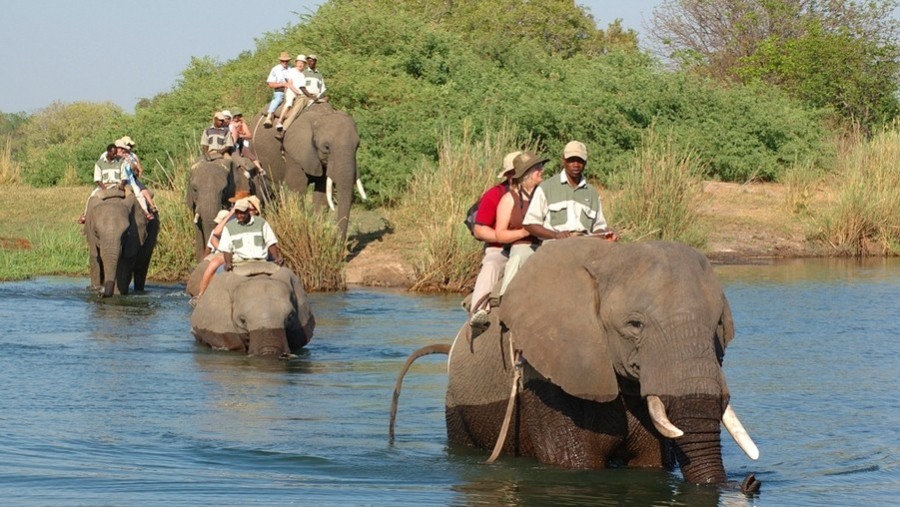 Elephant Rides