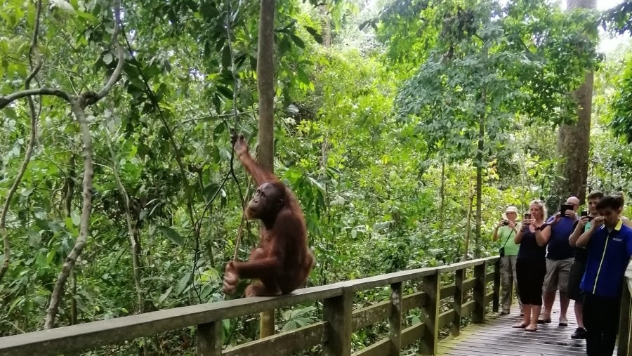 Meet Orangutans in the Rehabilitation Centre