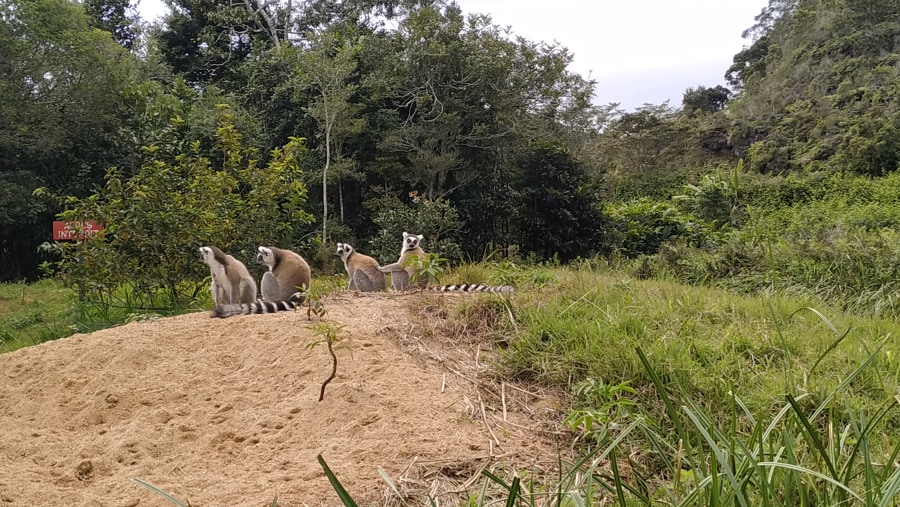 Lemur in Andasibe, Madagascar