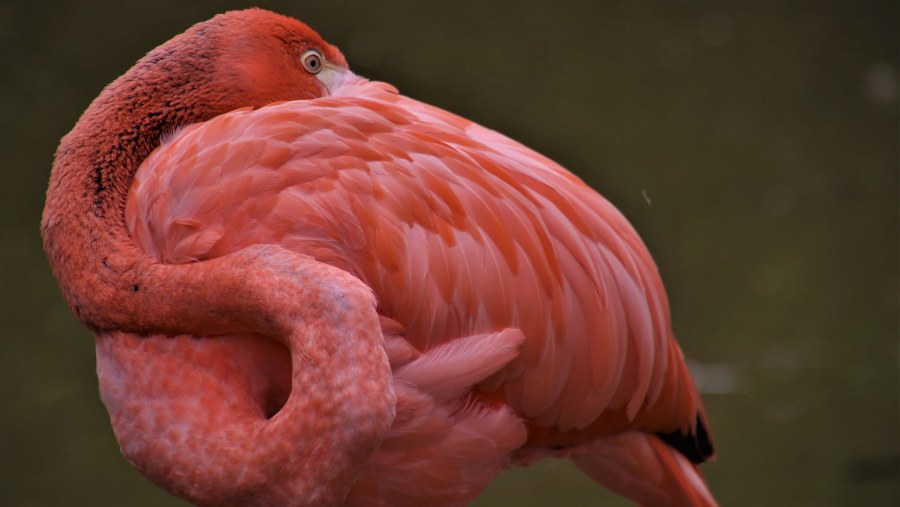 Admire Pink Flamingos