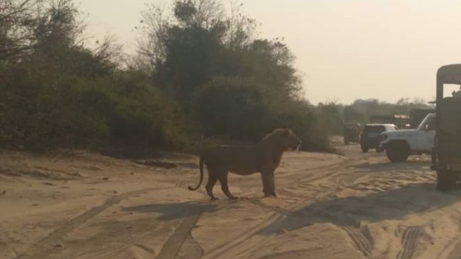 Game drive scenes