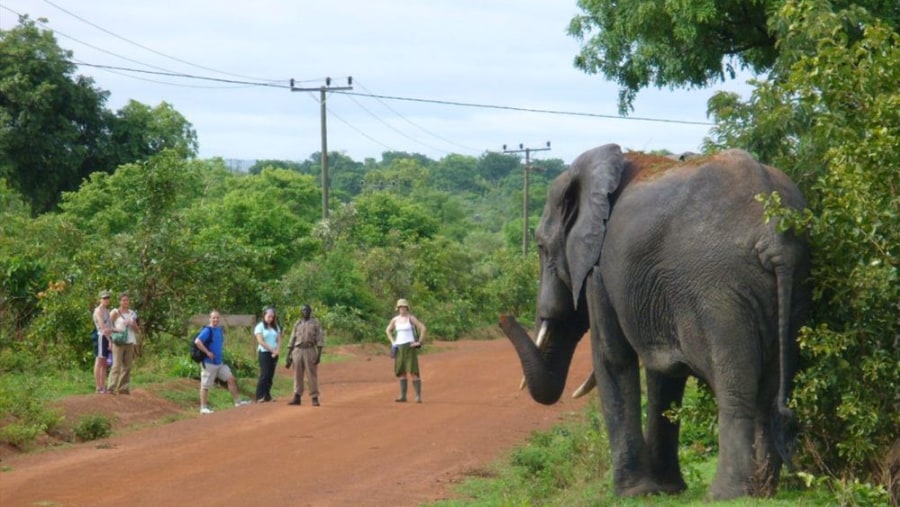 Meeting elephants in the National Park