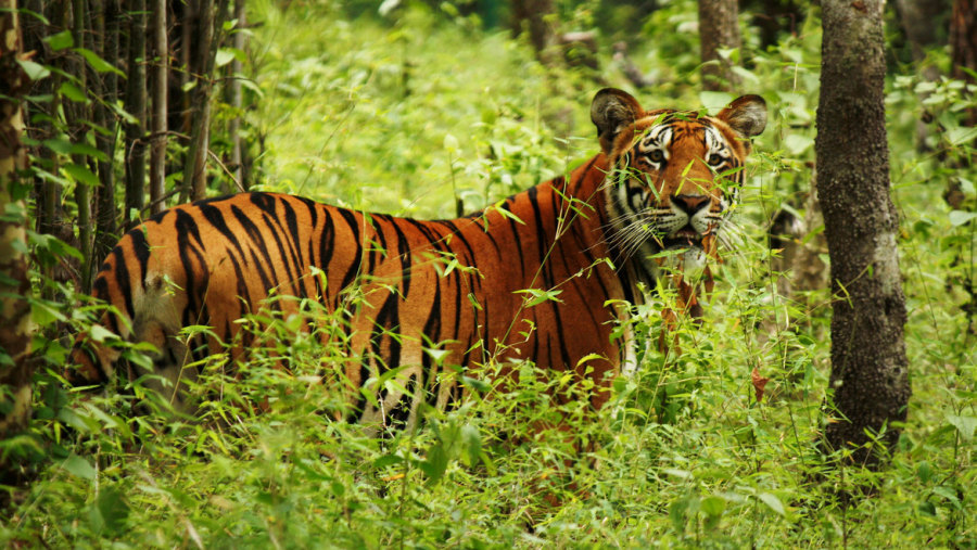 Tiger at Chitwan National Park