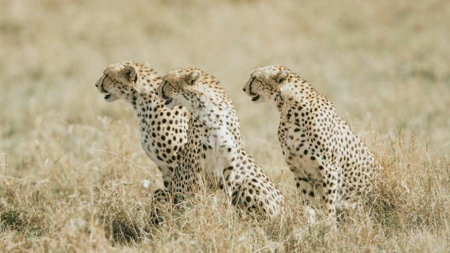 Cheetahs in the wild