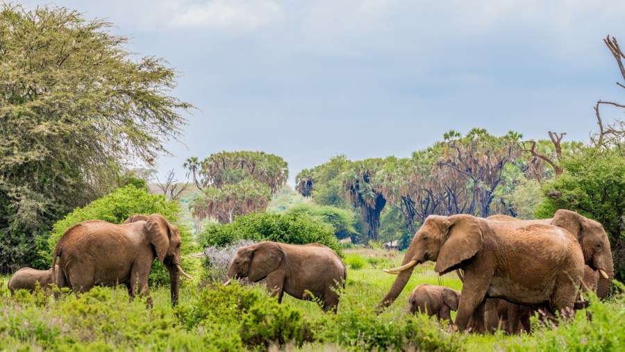 Visit the Samburu National Reserve