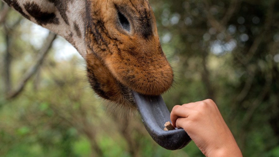 Feed giraffes from your hand