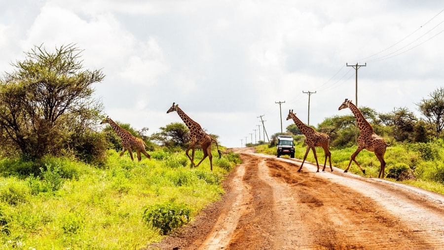 Giraffes at Amboseli National Park