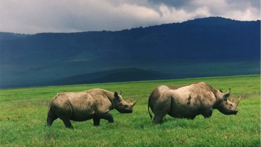 Rhinos in the reserve