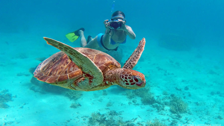 Swimming with the turtles