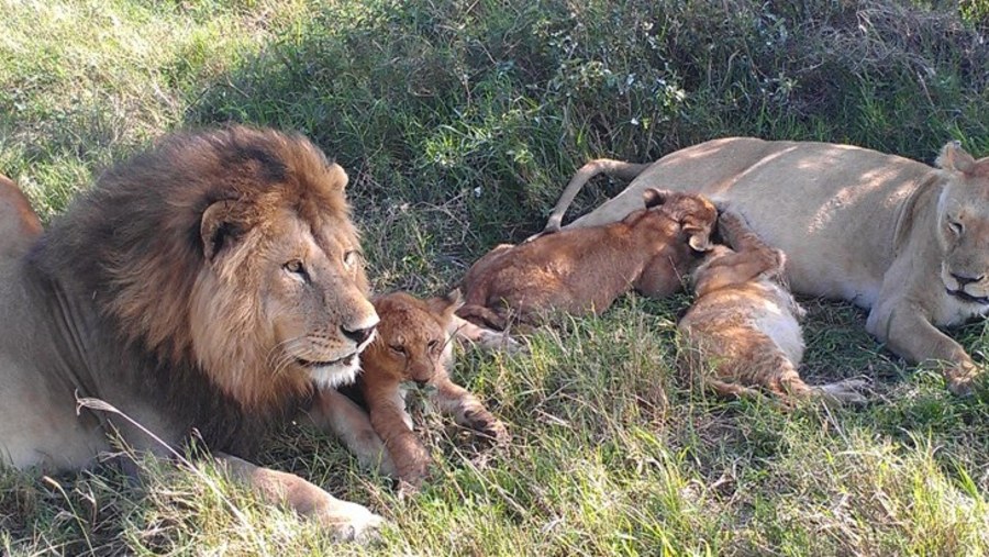 Lions At Serengeti National Park