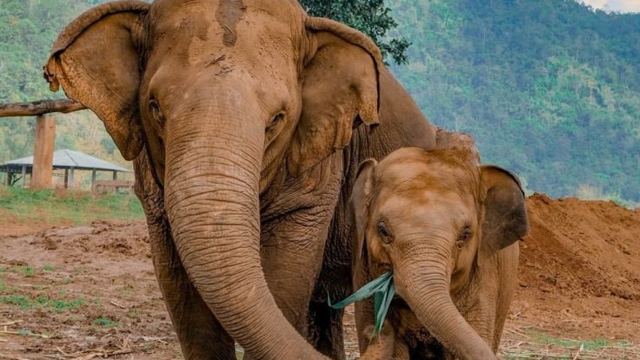 Tour with elephants